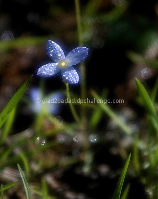 Backyard Treasure