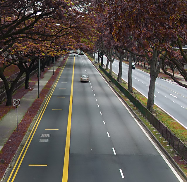 Road through autumn