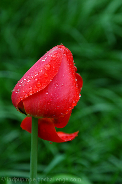 Tulip after the rain