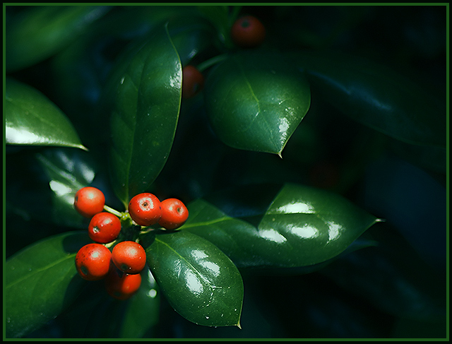 Holly Tree