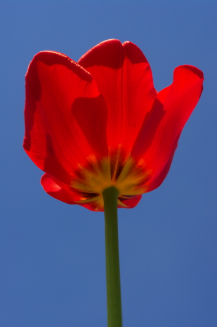 Red Tulip with Green Stem