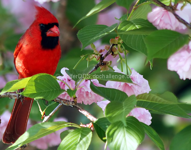 A Cardinal