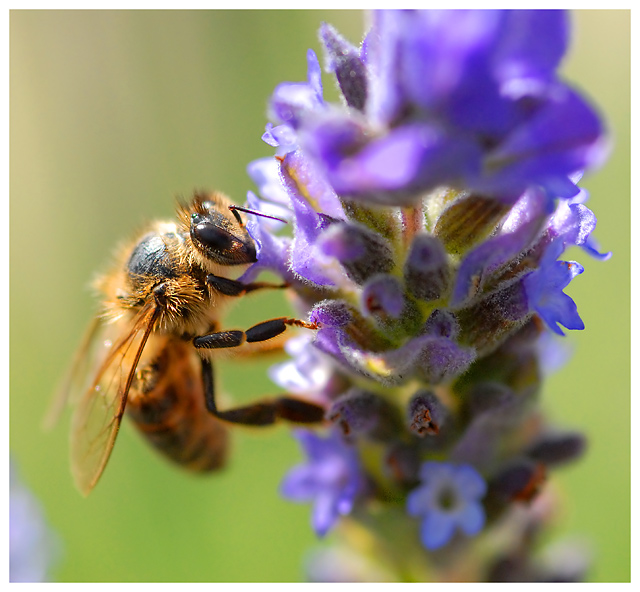 Complementary Liaisons: Yellow and Purple