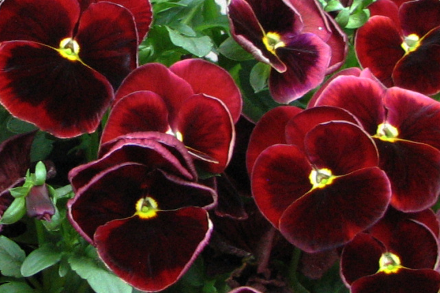 Red Pansies
