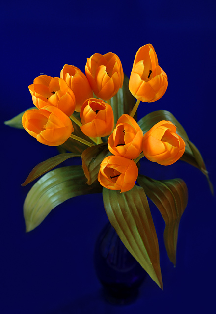 flowers orange in blue atmosphere