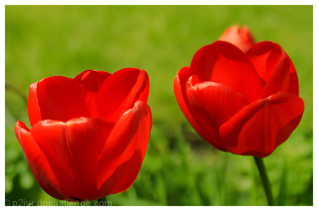 Tulips