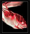 Negative Goo