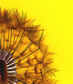 dandalion