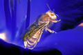 Bright Bee