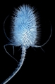 Electric Blue