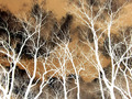Mother Nature's Veins