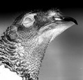 Wild Turkey