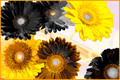 You're a daisy if you do...