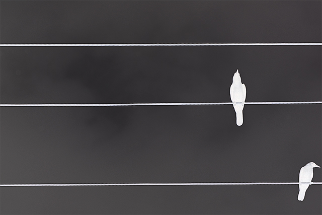 Two Crows and Three Lines