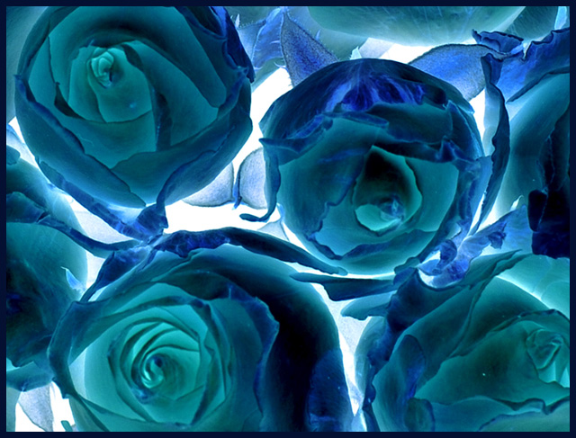 ... a rose is a rose is a negative rose