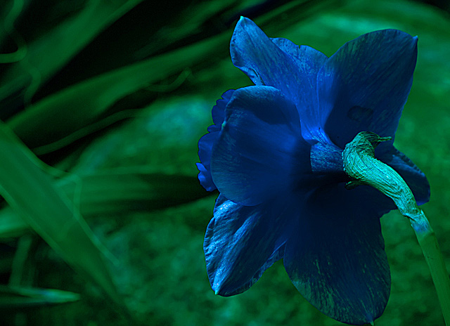 Floral Negativity