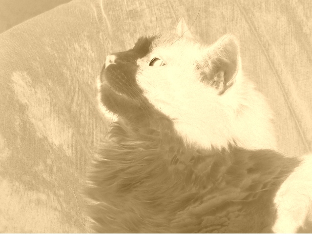Bear Negative