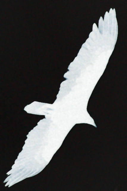 Soaring