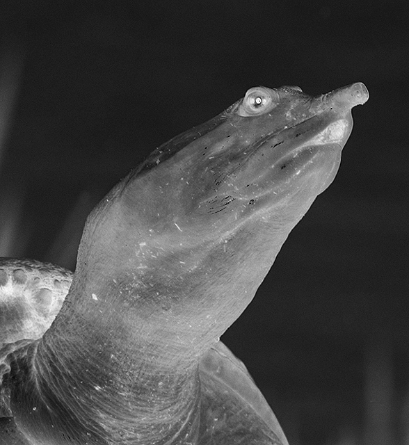 It Came from Beneath the Sea