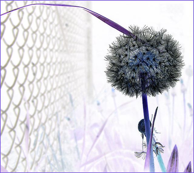 Peacock hiding in a Dandelion