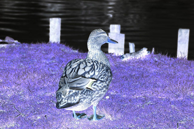 The smiling duck