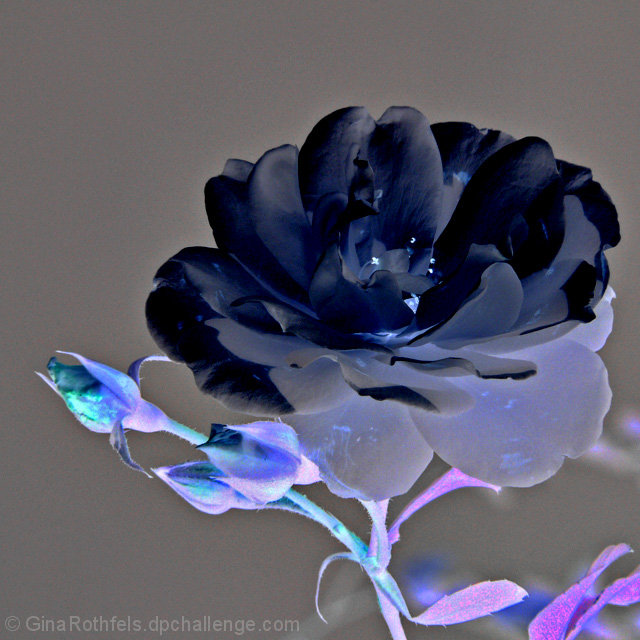 Rose