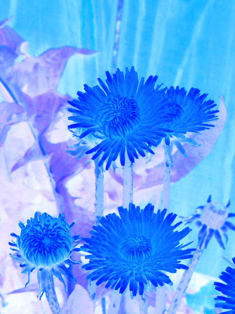 I see Dandelions