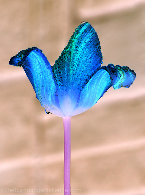 Tulip blue