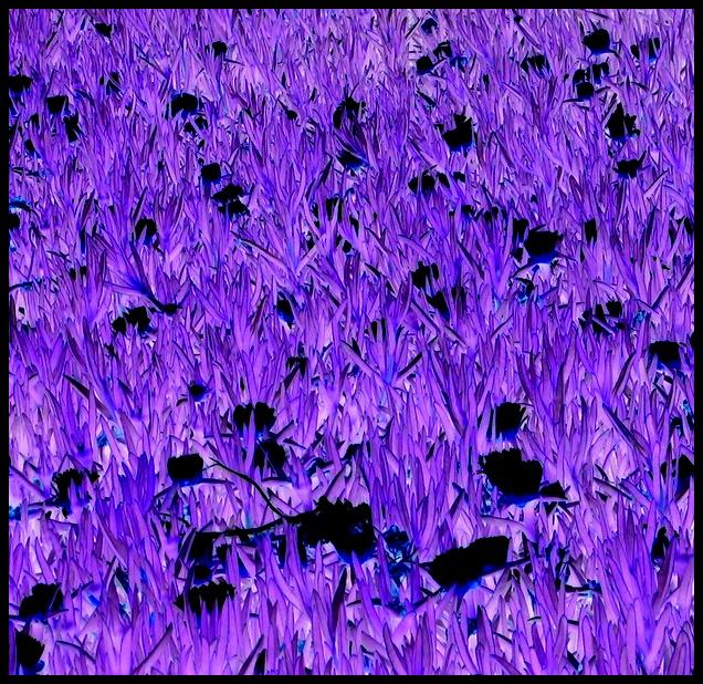 The negative life of flowers