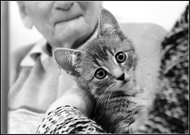 'Bringing purr therapy to the elderly'