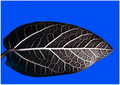 Foliage Anatomy