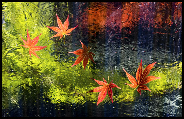 Nature's Improv