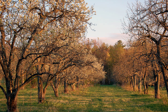 Evening Orchard