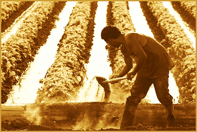 cotton field - irrigation tender