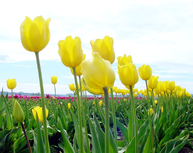 Tulip Fields