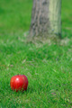 An apple never falls far from the tree
