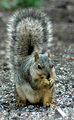 Bright-eyed and Bushy-tailed