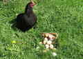 Don't put all your eggs in one basket!