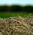 Needle in a Haystack