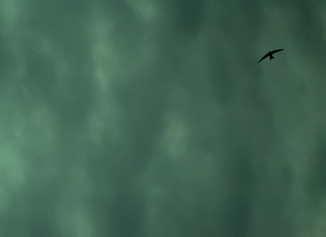 "One swallow does not make a summer."