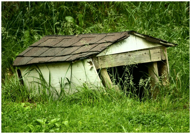 In The Dog House
