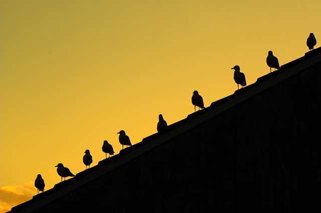 Birds of a feather flock together