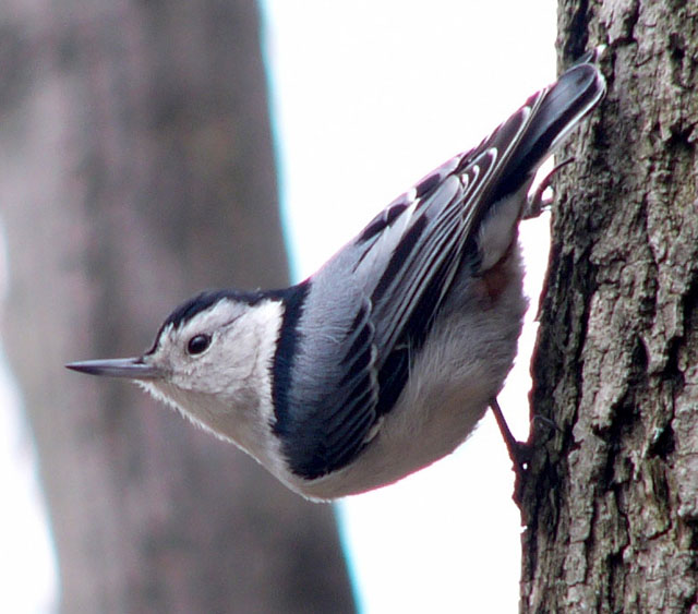 Sticking Your Neck Out...