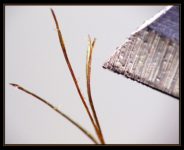 Splitting Hairs... (in a hair's breadth DOF too!)