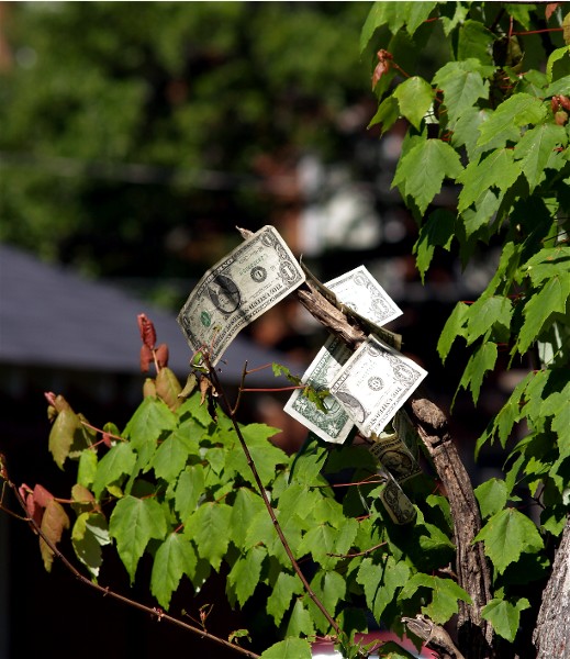 Money doesn't grow on trees