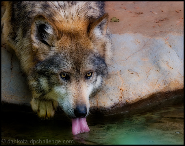 Drink