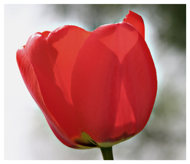 Tulip