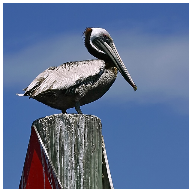 Pelican Station 24