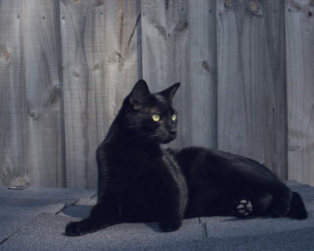 The Prince