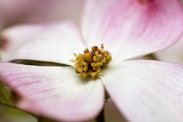 Dogwood